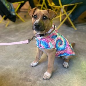 Dog Rain Poncho - Canada Pooch - Tye Dye